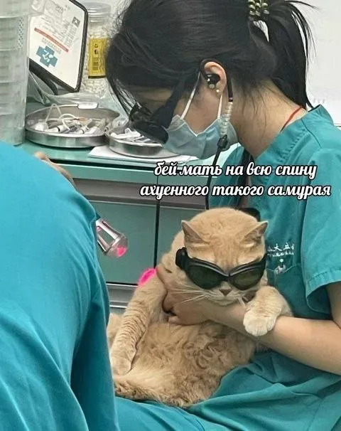 Кот-самурай у ветеринара