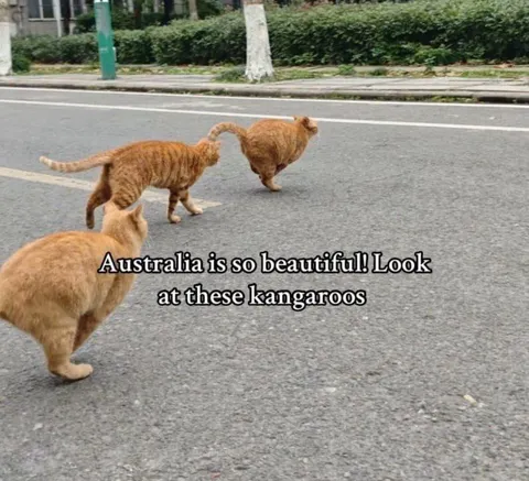 Australian Cats Mistaken for Kangaroos