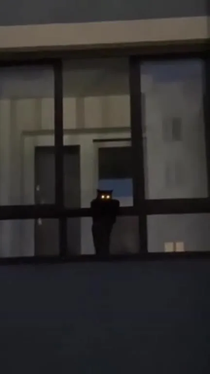 Чёрный кот в окне ночью