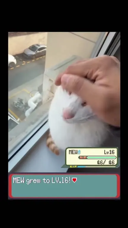 Cat Levels Up to Learn Lick