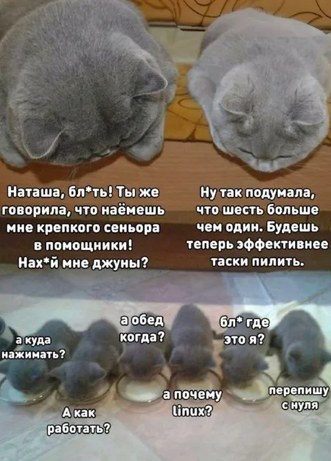 Котята вместо сеньора