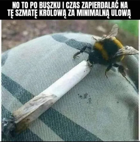 Mucha na papierosie do pracy