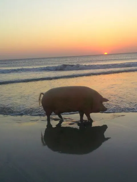Свинья на закате у моря