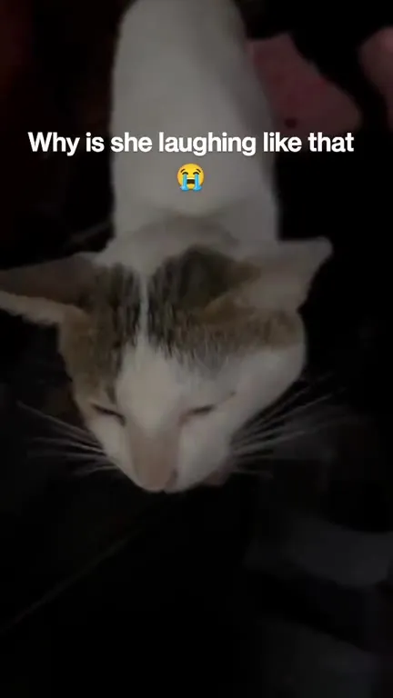 Cat Laughing Like That