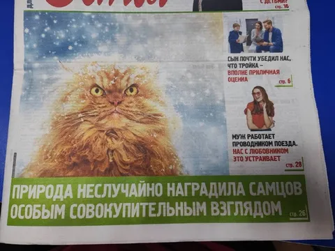 Кот с соблазнительным взглядом