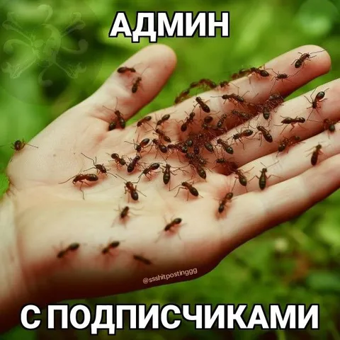 Админ с подписчиками