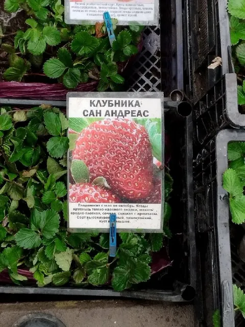 Клубника Сан Андреас