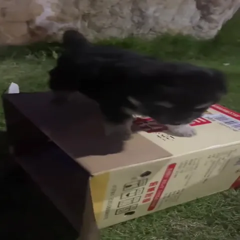 Котёнок вылезает из коробки