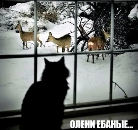 Кот смотрит на оленей