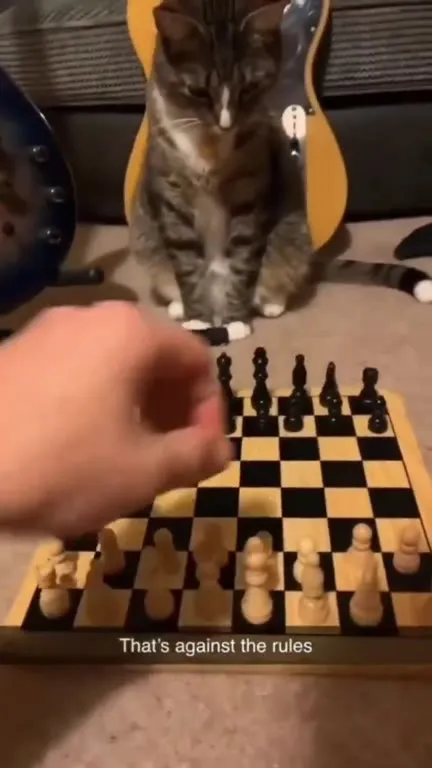 Cat Breaks the Chess Rules