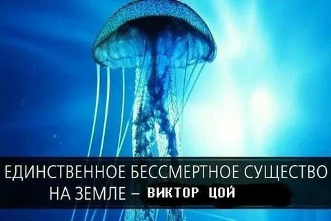Бессмертное существо на Земле