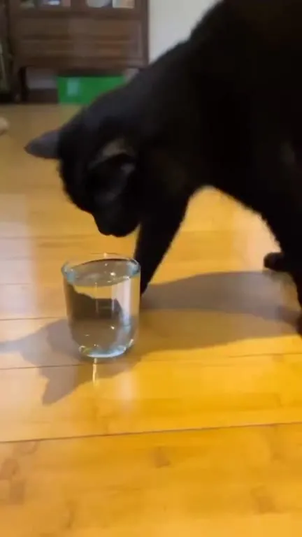 Кот пьёт из стакана