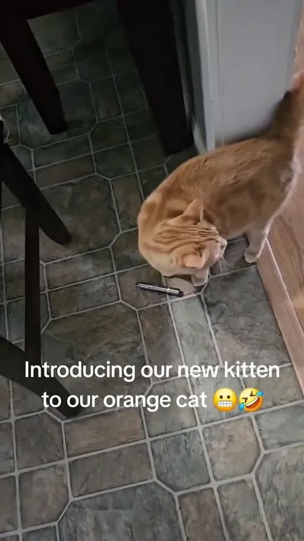 Introducing the New Kitten