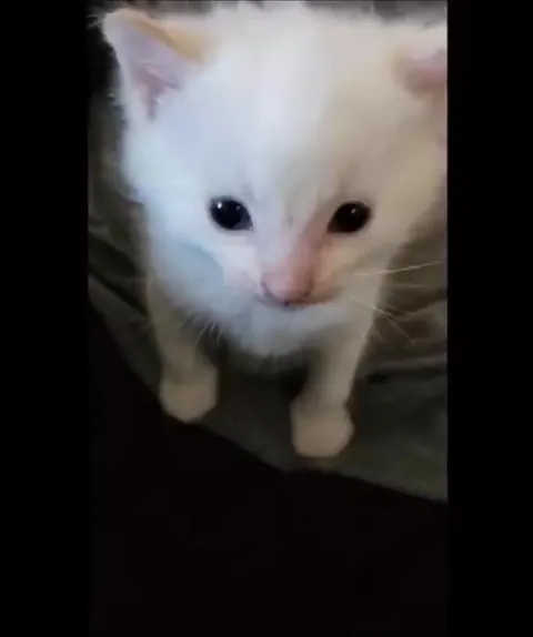 Белый котик говорит привет
