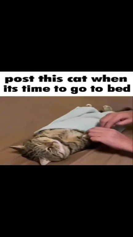 Cat Going to Bed