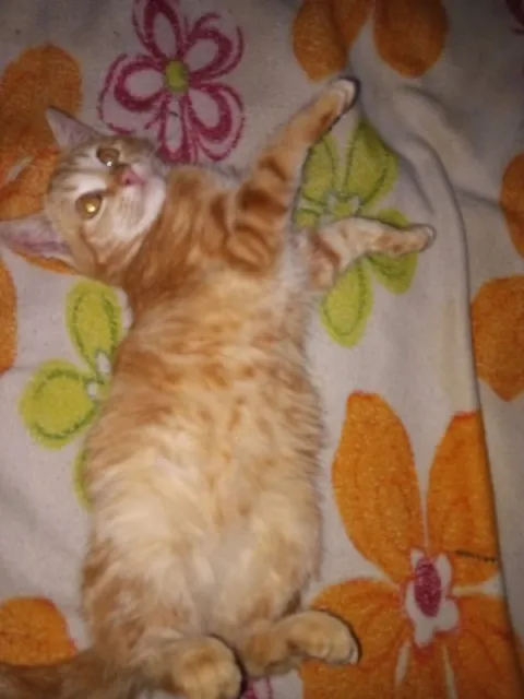 Рыжий кот лежит звездой