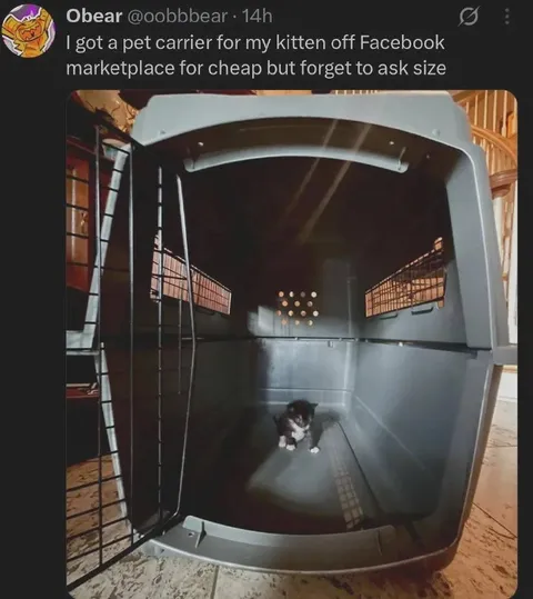 Kitten in an Oversized Carrier