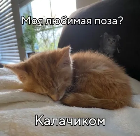 Любимая поза котёнка