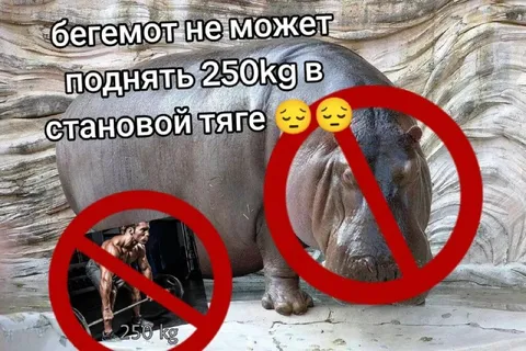 Бегемот не поднимает 250 кг