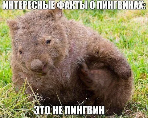 Это не пингвин