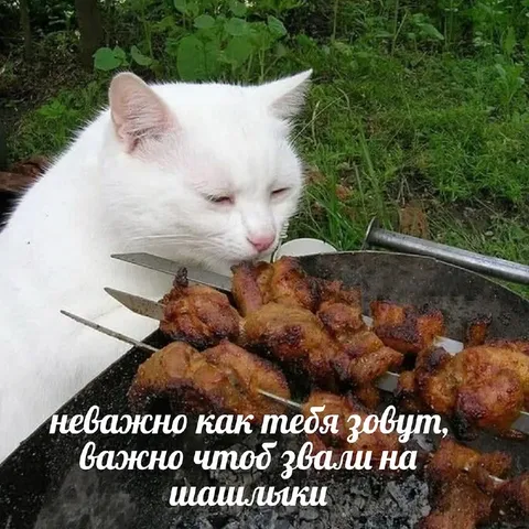 Кот зовёт на шашлыки