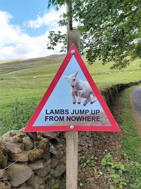 Lambs Jump From Nowhere