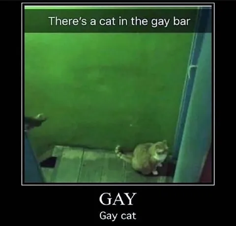 Gay Cat in the Bar