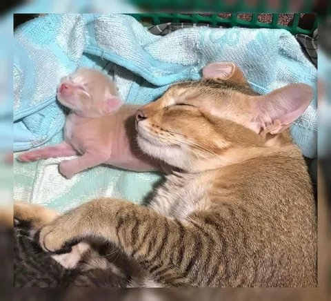 Кот заботится о котёнке