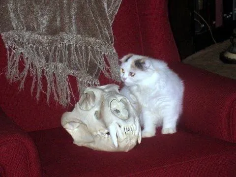 Котёнок и череп на диване