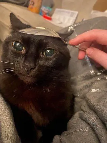 Кот под ложкой