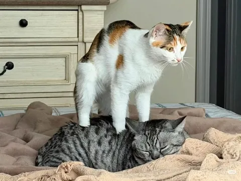 Кошка стоит на спящем коте