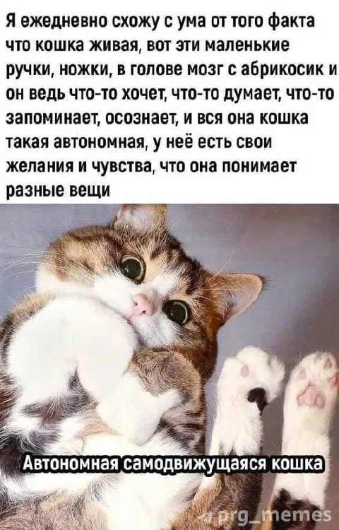 Автономная самодвижущаяся кошка