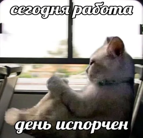 Кот узнал, что сегодня работа