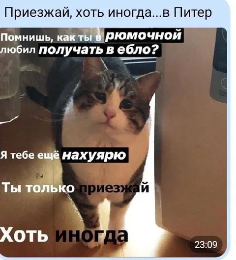 Кот зовёт приехать в Питер