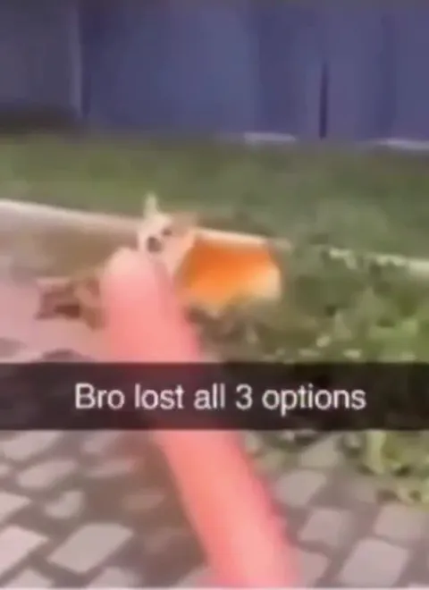 Hamster Loses All Three Options