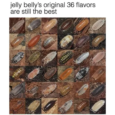 Jelly Belly Woodlouse Flavors
