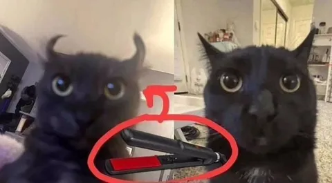 Кот до и после выпрямителя