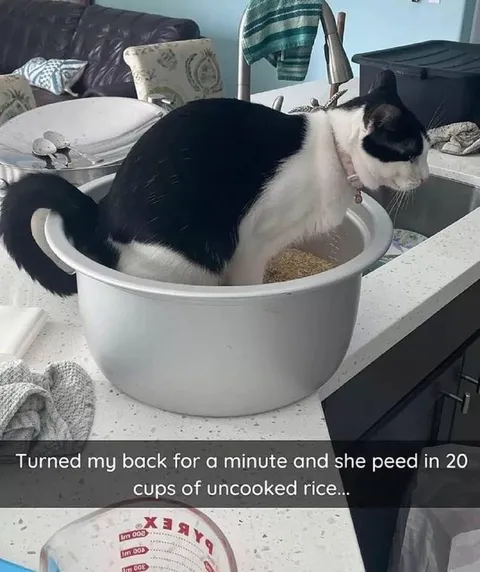 Cat Pees in Rice Cups