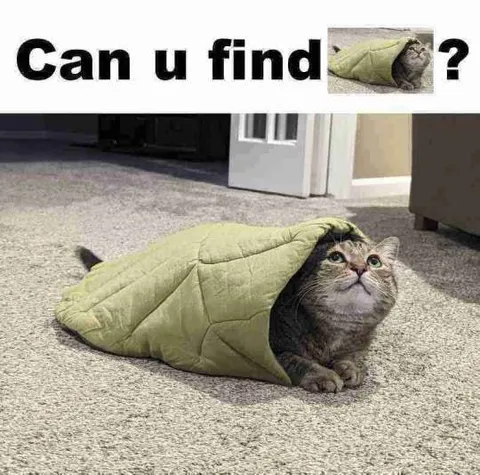 Can U Find the Cat
