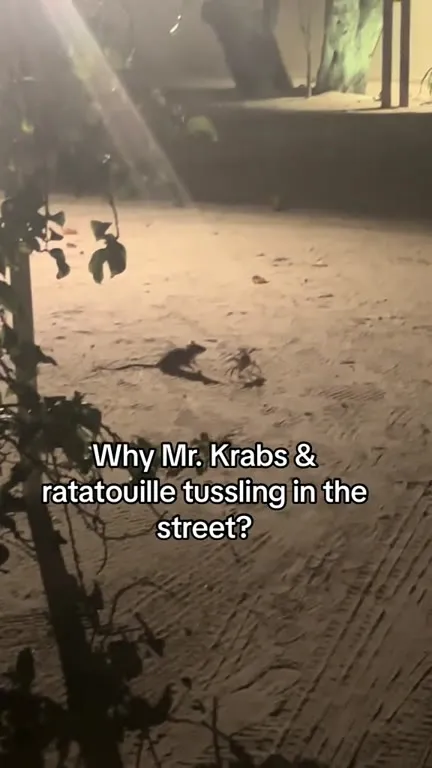 Mr. Krabs and Ratatouille Fight