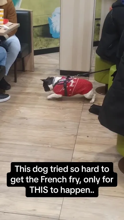 Dog Chases a French Fry