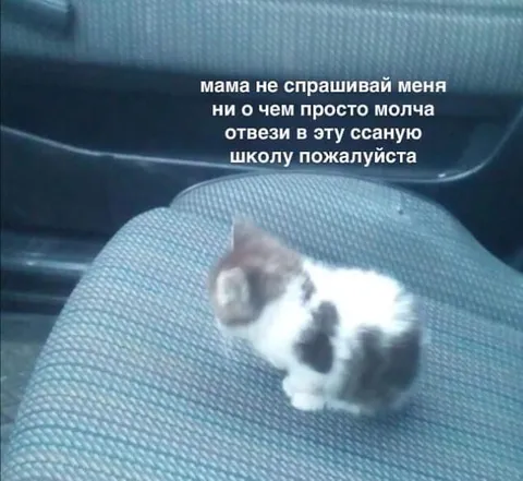 Кот просит отвезти в школу