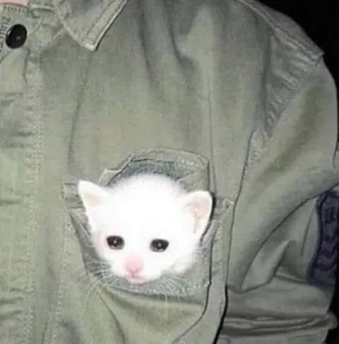 Котёнок в кармане