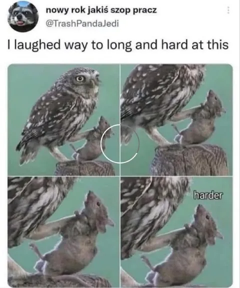 Owl Makes the Mouse Laugh Harder