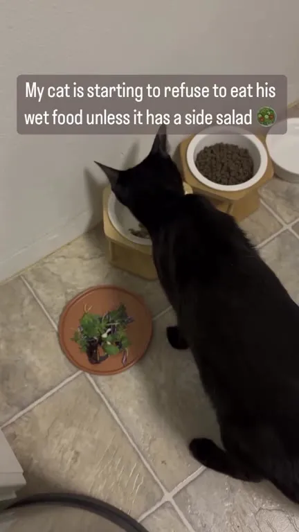 Cat Demands a Side Salad