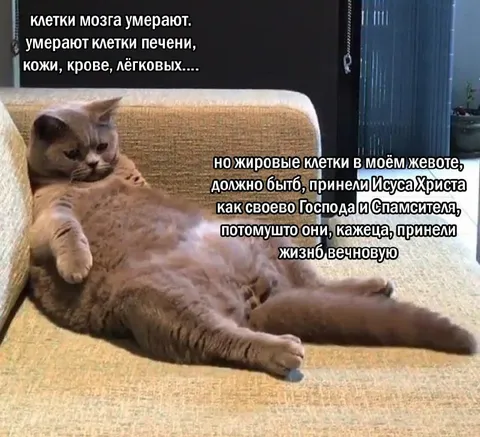 Жировые клетки обрели вечную жизнь