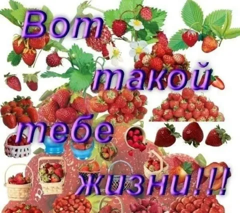 Вот такой тебе жизни