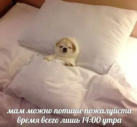 Собака просит потише