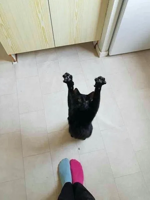 Кот поднял лапы