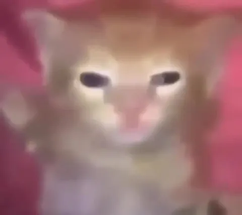 Котёнок танцует под California Gurls